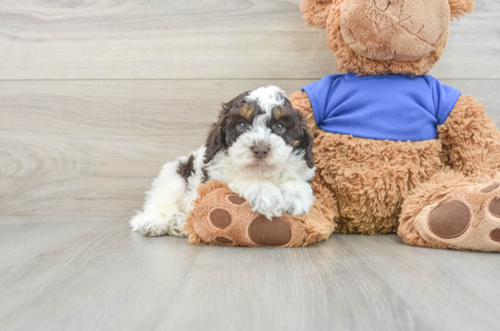 7 week old Cockapoo Puppy For Sale - Seaside Pups