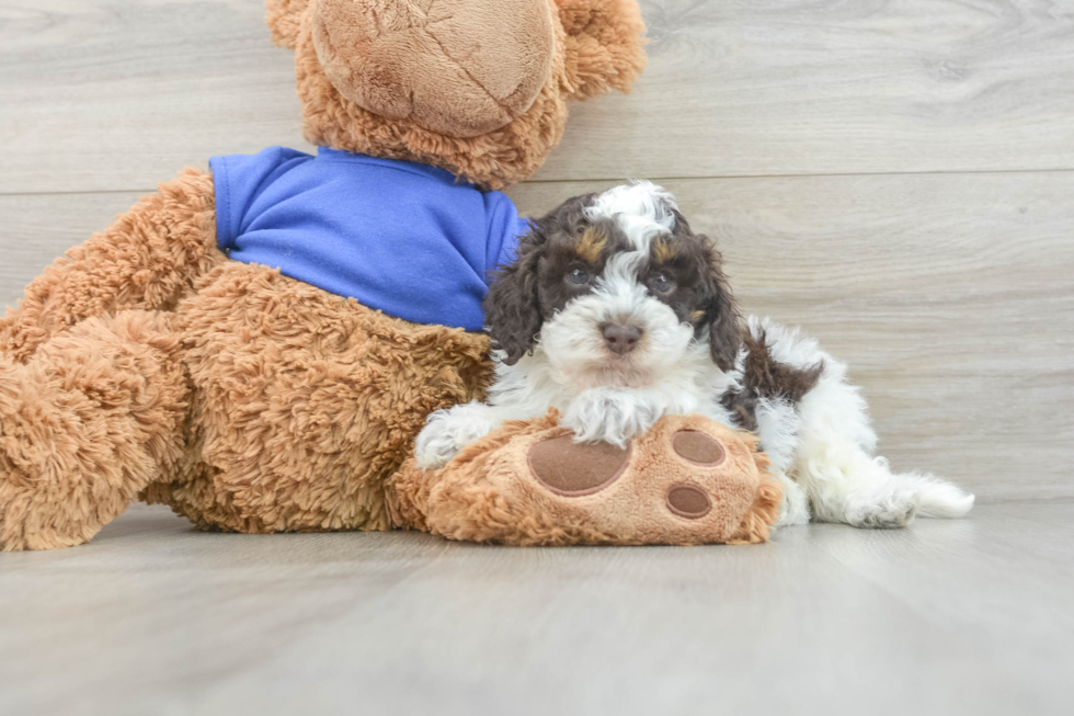 Cockapoo Puppy for Adoption