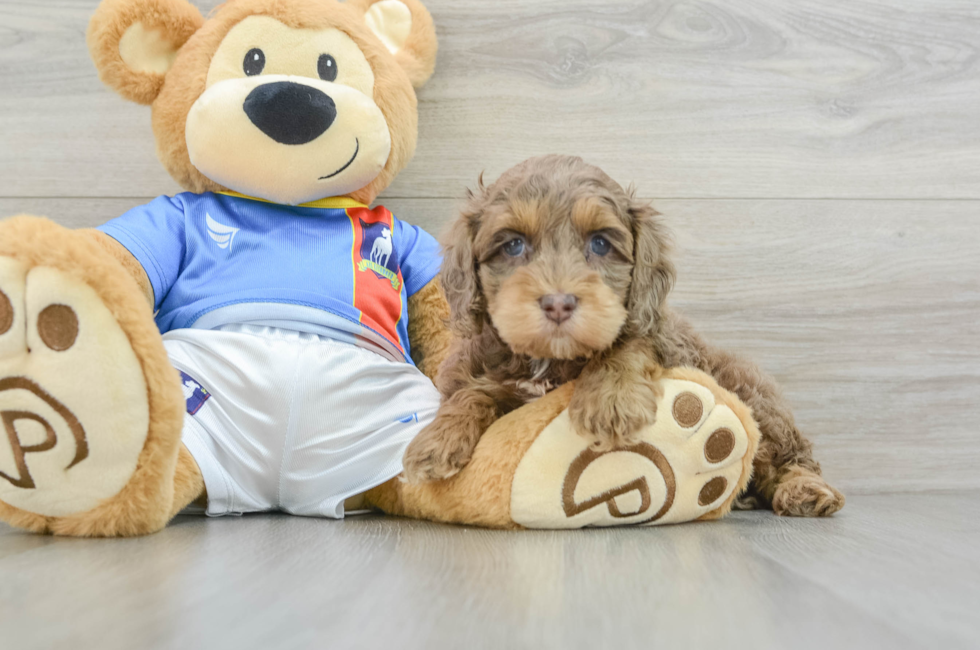 5 week old Cockapoo Puppy For Sale - Seaside Pups