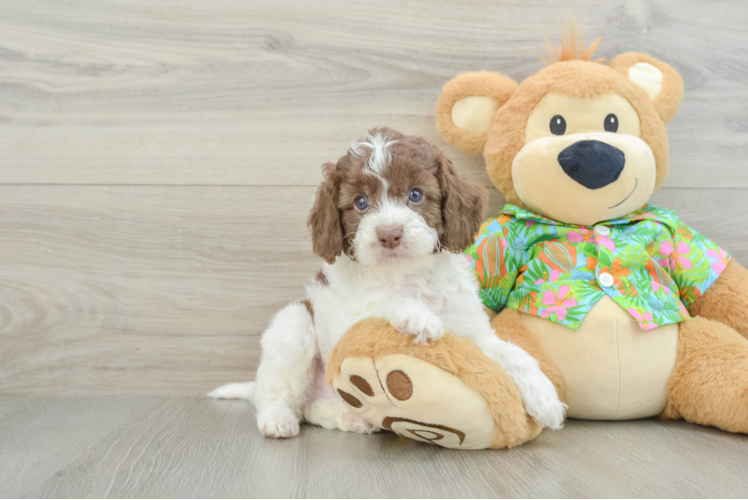 Best Cockapoo Baby