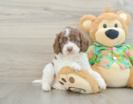 5 week old Cockapoo Puppy For Sale - Seaside Pups