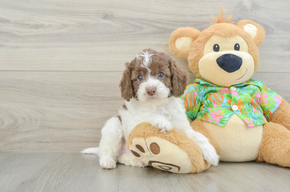 6 week old Cockapoo Puppy For Sale - Seaside Pups