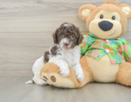 6 week old Cockapoo Puppy For Sale - Seaside Pups