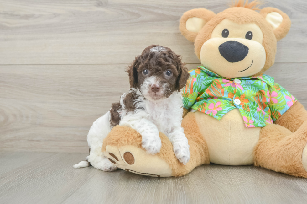 5 week old Cockapoo Puppy For Sale - Seaside Pups