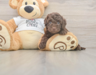 5 week old Cockapoo Puppy For Sale - Seaside Pups