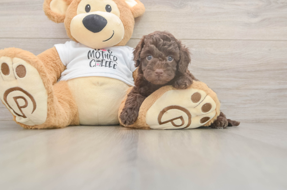 5 week old Cockapoo Puppy For Sale - Seaside Pups