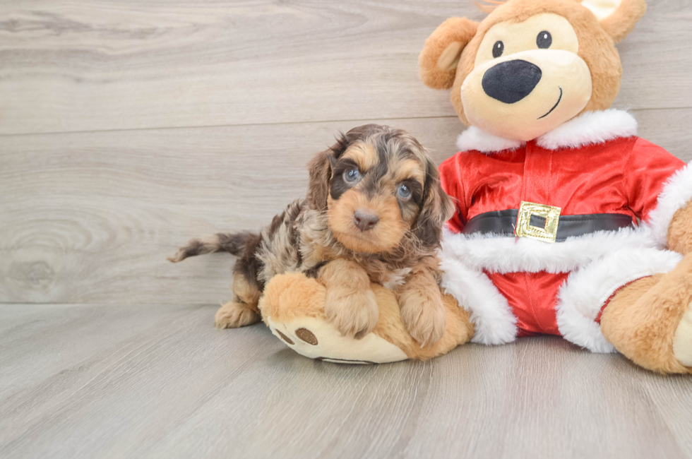 5 week old Cockapoo Puppy For Sale - Seaside Pups