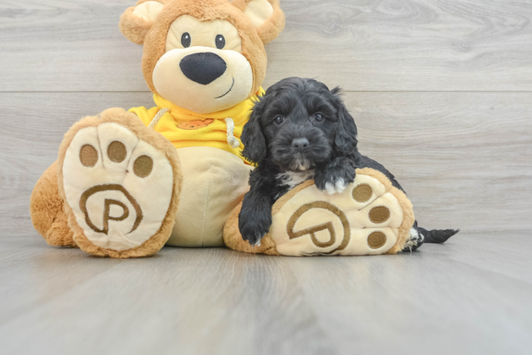 Cockapoo Pup Being Cute