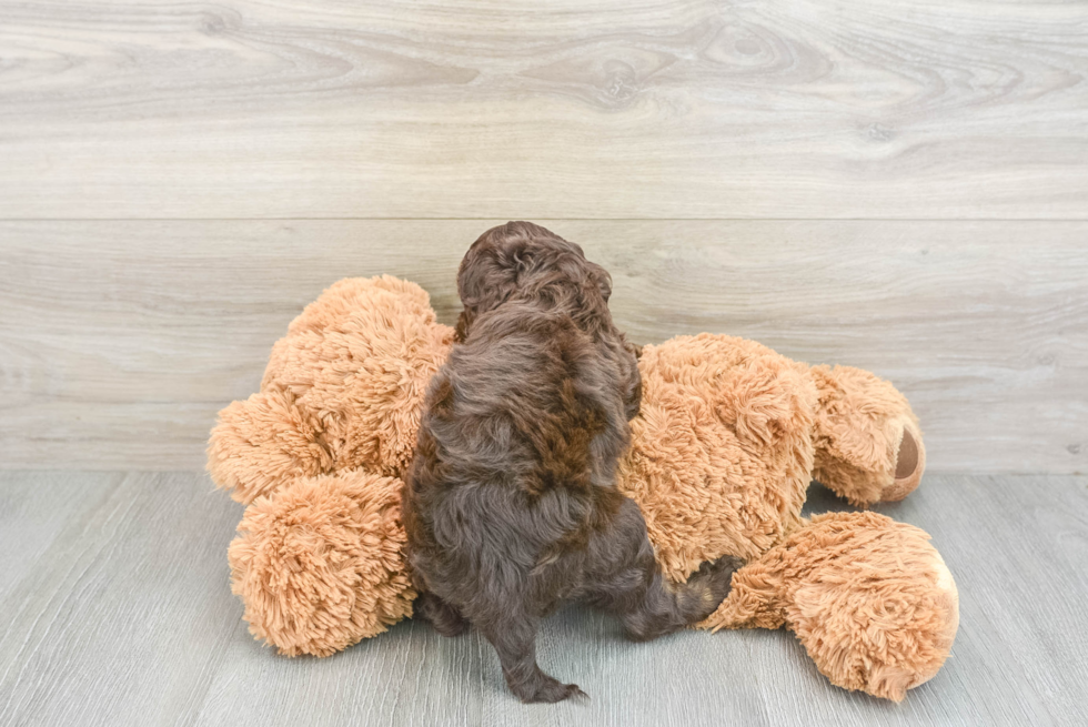 Petite Cockapoo Poodle Mix Pup