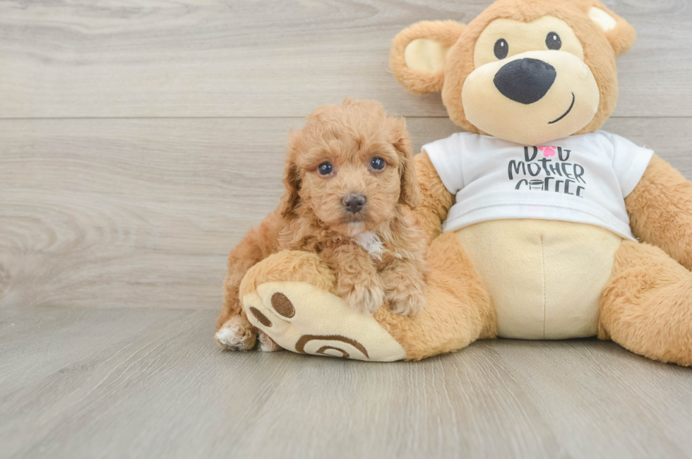 5 week old Cockapoo Puppy For Sale - Seaside Pups