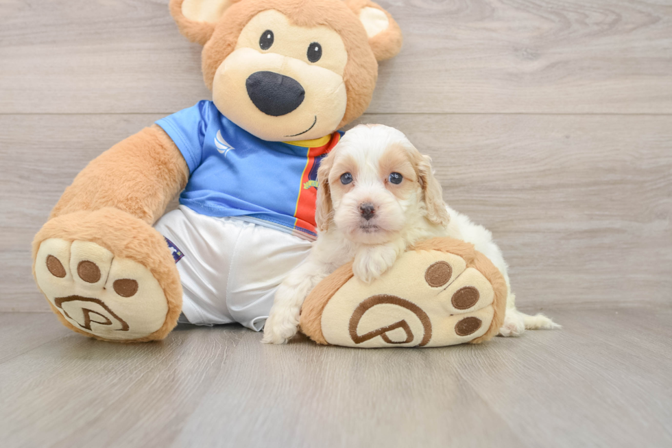 Best Cockapoo Baby