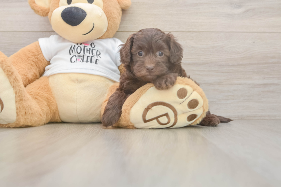 5 week old Cockapoo Puppy For Sale - Seaside Pups