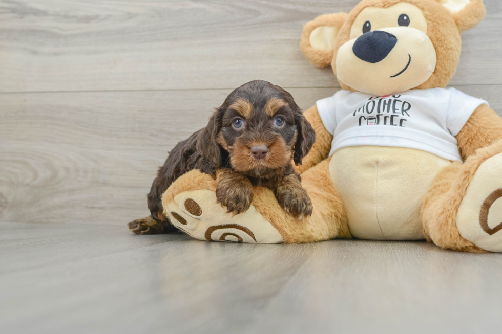 Cockapoo Pup Being Cute