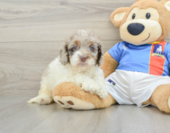 6 week old Cockapoo Puppy For Sale - Seaside Pups