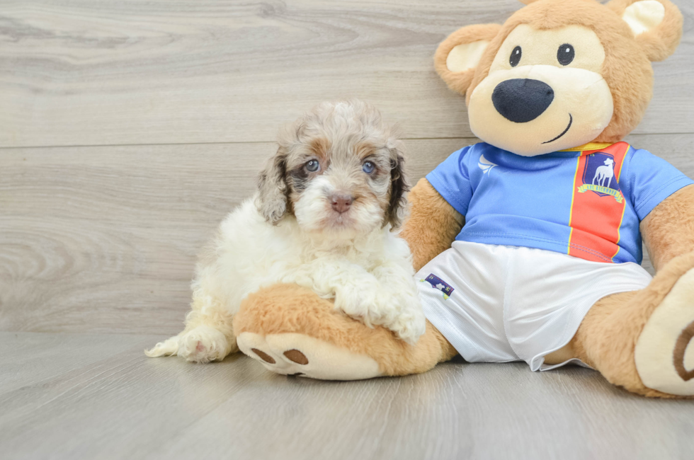 5 week old Cockapoo Puppy For Sale - Seaside Pups