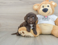 7 week old Cockapoo Puppy For Sale - Seaside Pups