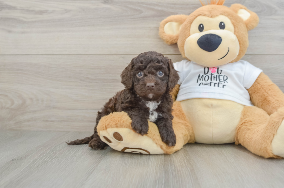 5 week old Cockapoo Puppy For Sale - Seaside Pups