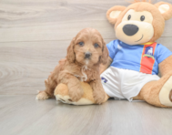 7 week old Cockapoo Puppy For Sale - Seaside Pups