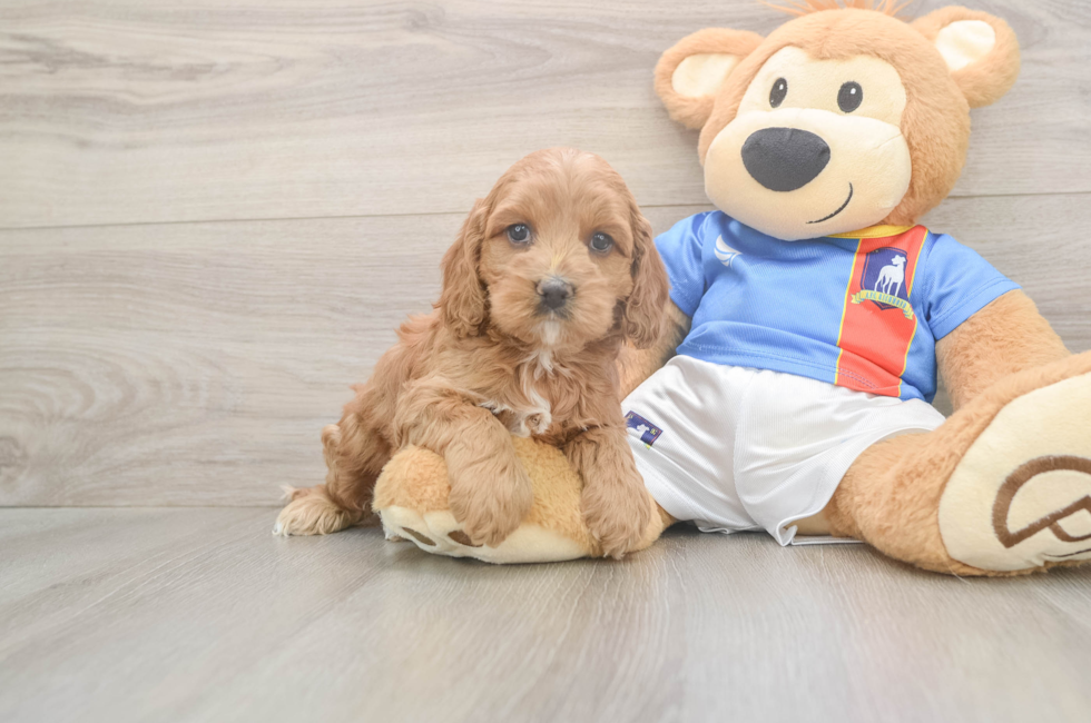 5 week old Cockapoo Puppy For Sale - Seaside Pups