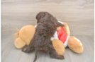 Friendly Cockapoo Baby
