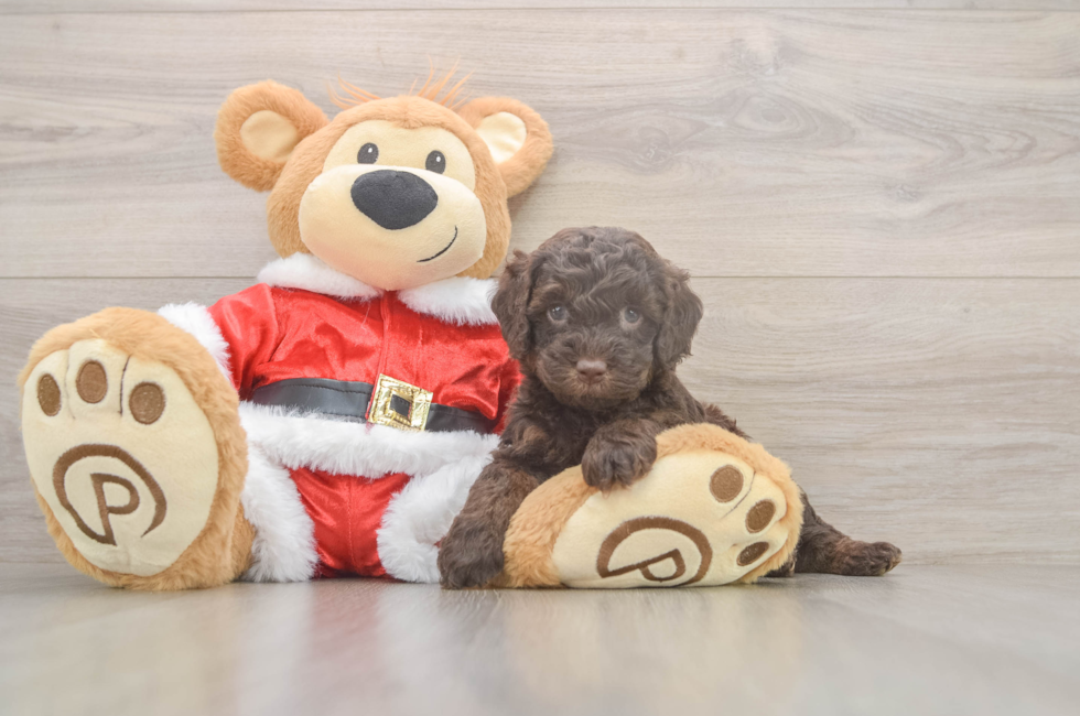 5 week old Cockapoo Puppy For Sale - Seaside Pups