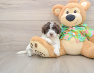 5 week old Cockapoo Puppy For Sale - Seaside Pups