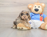7 week old Cockapoo Puppy For Sale - Seaside Pups