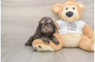 Cockapoo Puppy for Adoption