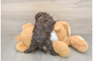 Smart Cockapoo Poodle Mix Pup