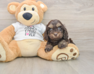 6 week old Cockapoo Puppy For Sale - Seaside Pups