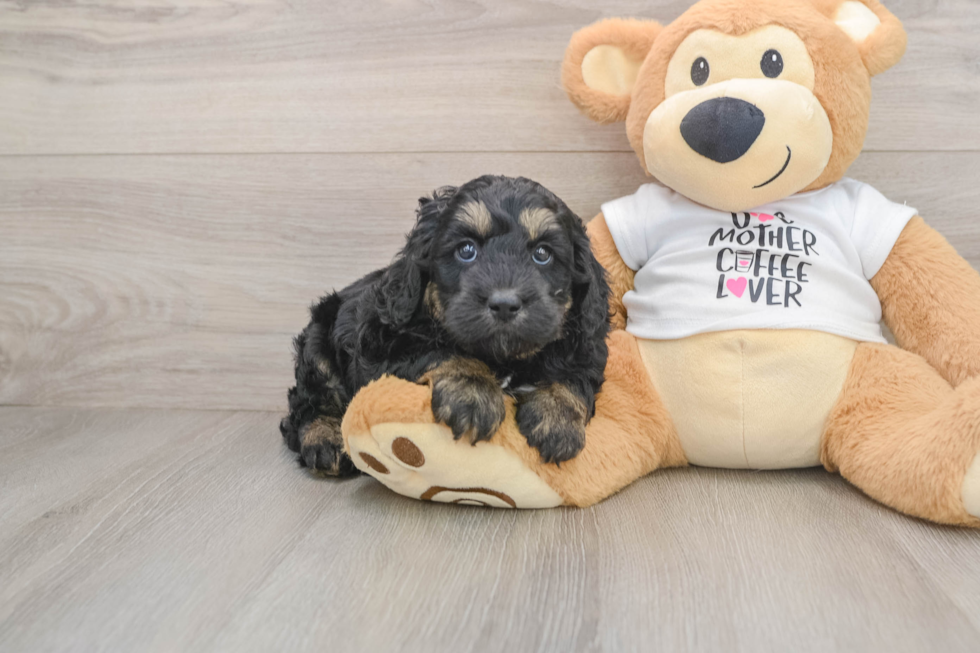 Funny Cockapoo Poodle Mix Pup