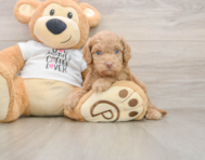 5 week old Cockapoo Puppy For Sale - Seaside Pups