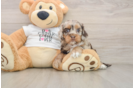 Cockapoo Puppy for Adoption