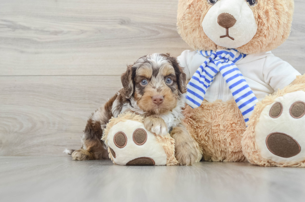 5 week old Cockapoo Puppy For Sale - Seaside Pups