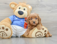 6 week old Cockapoo Puppy For Sale - Seaside Pups