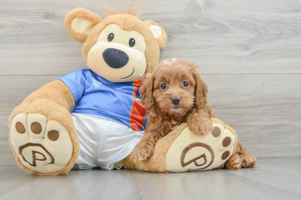 5 week old Cockapoo Puppy For Sale - Seaside Pups