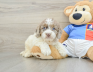 6 week old Cockapoo Puppy For Sale - Seaside Pups
