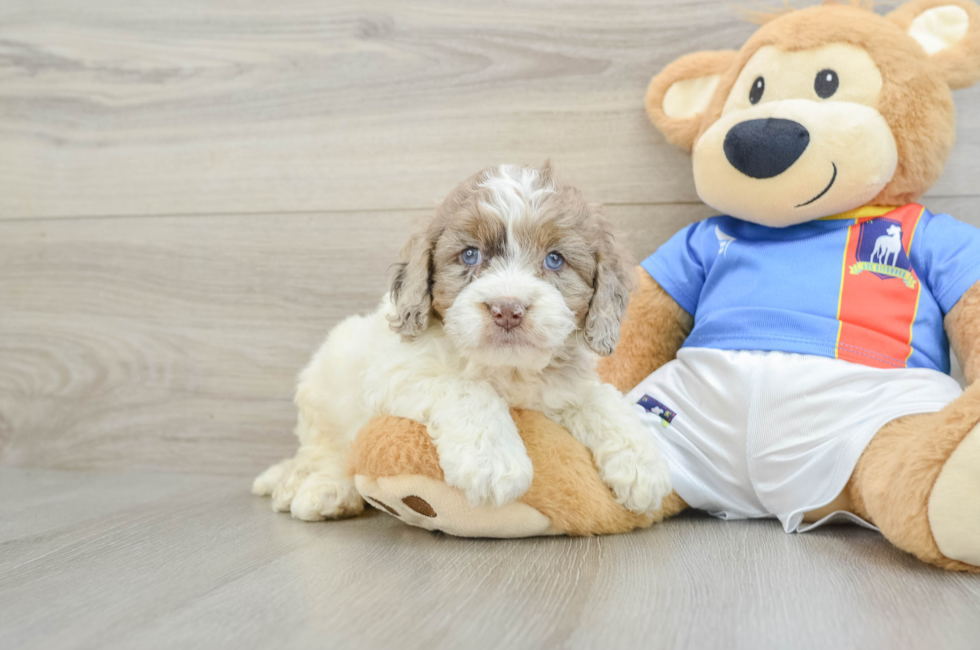5 week old Cockapoo Puppy For Sale - Seaside Pups