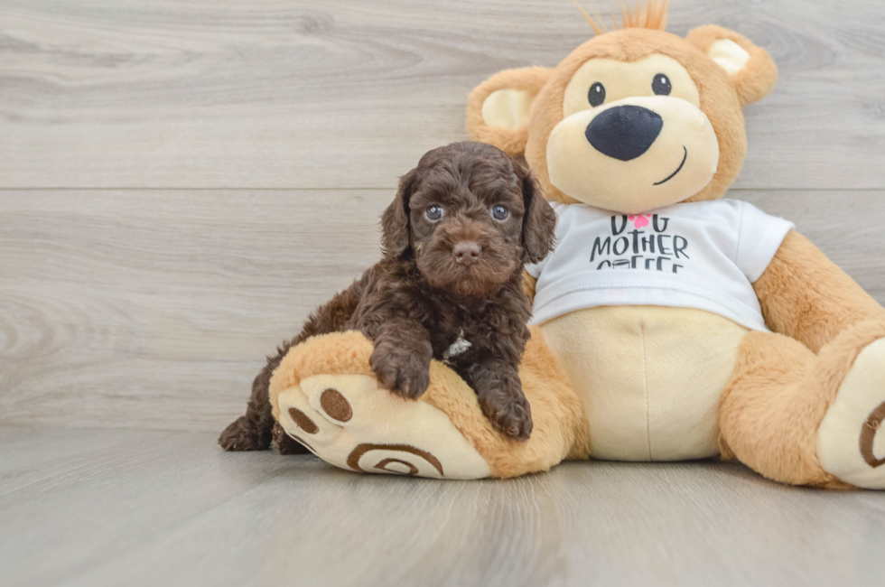 5 week old Cockapoo Puppy For Sale - Seaside Pups