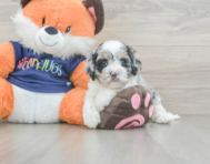 7 week old Cockapoo Puppy For Sale - Seaside Pups