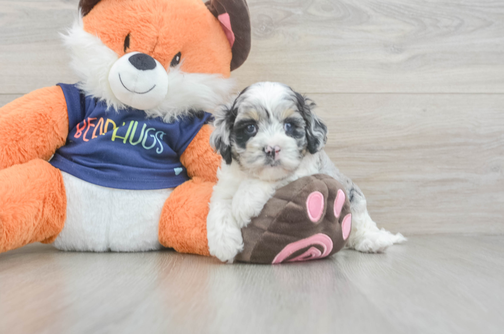 5 week old Cockapoo Puppy For Sale - Seaside Pups