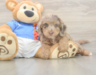 6 week old Cockapoo Puppy For Sale - Seaside Pups