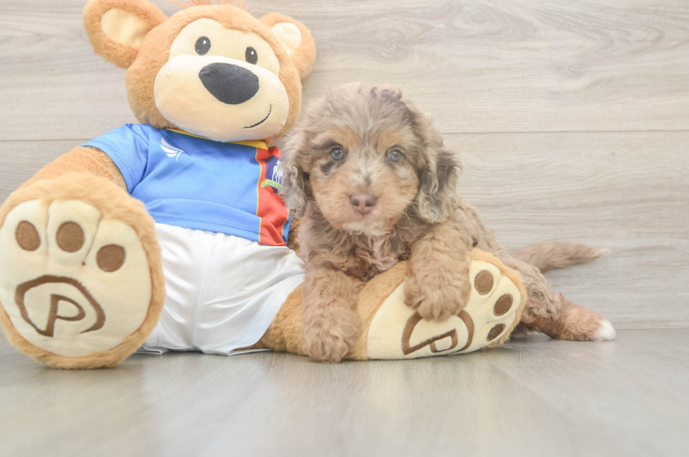 5 week old Cockapoo Puppy For Sale - Seaside Pups