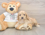 5 week old Cockapoo Puppy For Sale - Seaside Pups