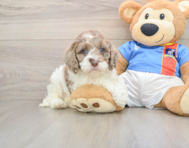 6 week old Cockapoo Puppy For Sale - Seaside Pups