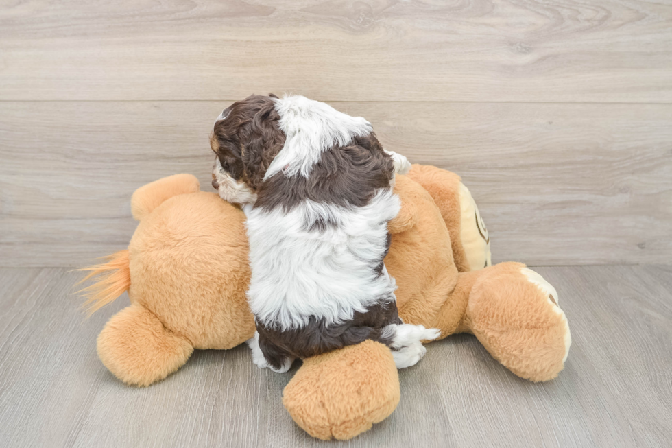 Happy Cockapoo Baby