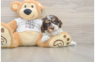 Cockapoo Pup Being Cute
