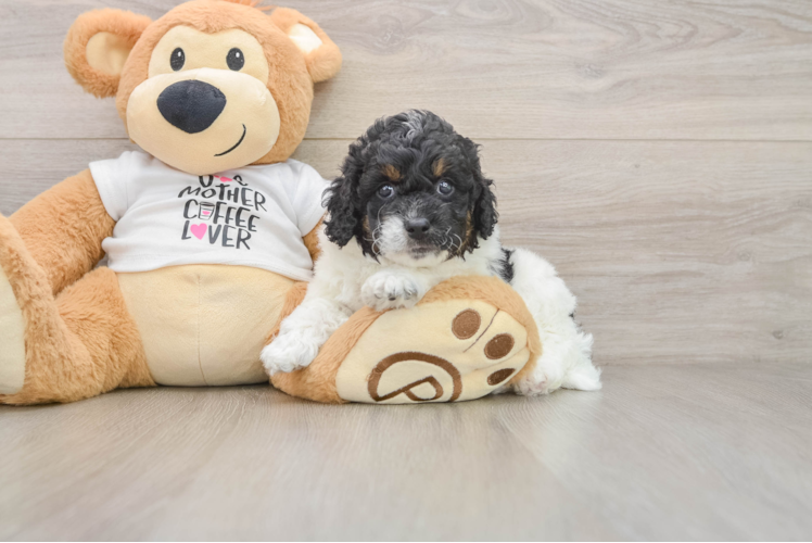 Cockapoo Pup Being Cute