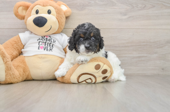 Cockapoo Pup Being Cute