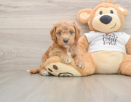 5 week old Cockapoo Puppy For Sale - Seaside Pups
